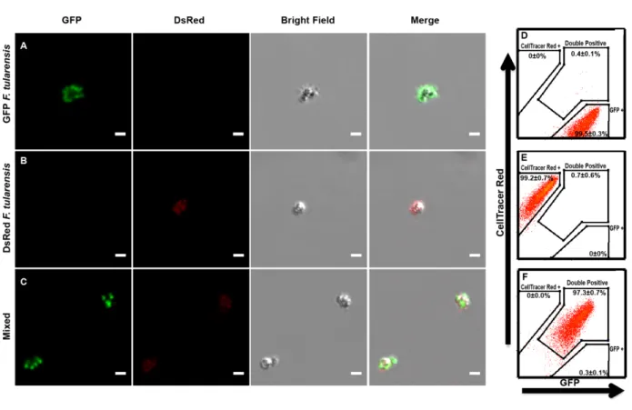 Figure 2.1: Multiple F. tularensis bacteria reliably bind to the same bead.  