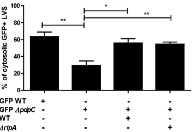 Figure 2.4: Functional trans-complementation via bead-bound bacteria complements  phagosomal escape