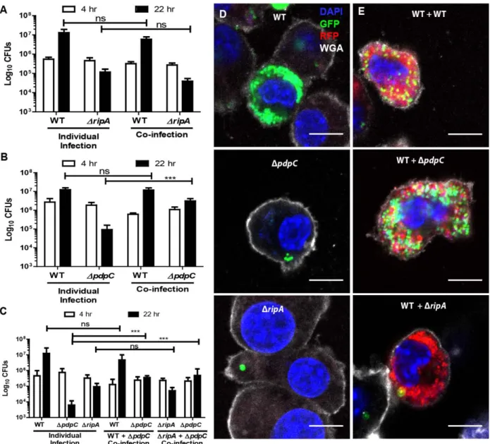 Figure 2.5: Functional trans-complementation via bead-bound bacteria complements  intracellular proliferation of ΔpdpC but not ΔripA