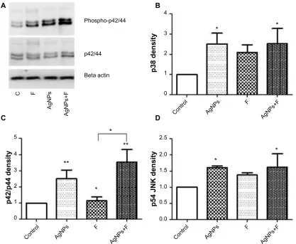 Figure 5 effects of agNPs and F on MaPK phosphorylation. (A) Representative Western blotting