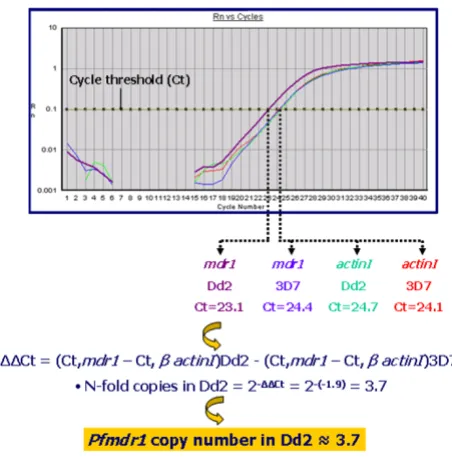 Figure 2Typical results of estimation of ciparum Dd2 relative to 3D7pfmdr1 copy number in P