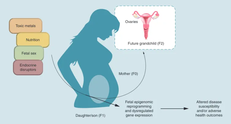 Figure 1. Schematic of environmentally-induced fetal epigenomic reprogramming. Exposure to toxic metals and endocrine disruptors  occurring during the prenatal period may result in fetal epigenomic reprogramming