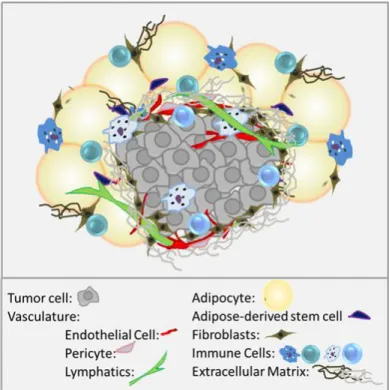 Figure 1. Tumors as communities. Tumor cells co-exist  with a variety of stromal and immune cells and reside in a  complex  mixture  of  signaling  molecules  and  extracellular  matrix components