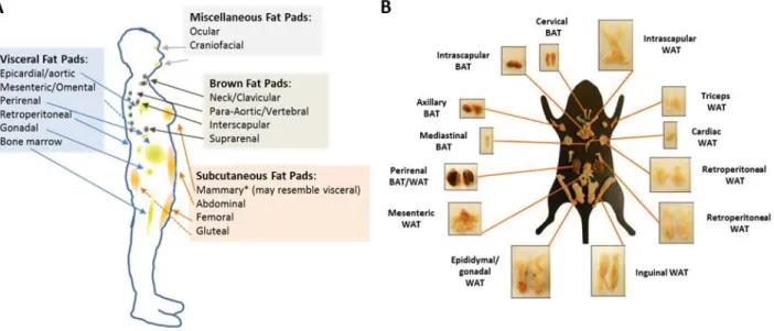 Figure 2. The adipose organ is comprised of several distinct adipose depots. Adipose depot locations  and subtypes in A) humans and B) mice (panel B adapted from [11] with permission)