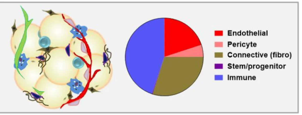 Figure  3.  Approximate  composition  of  human  white  adipose  tissue  stromal-vascular  fraction  (percent cellularity)