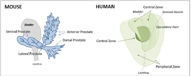 Figure 8. Anatomical comparison of mouse (left) and human (right) prostate glands. 
