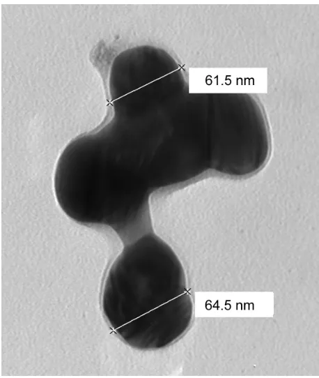 Figure 3 shows the normal histological structure of renal tubules in kidney tissue from the control group