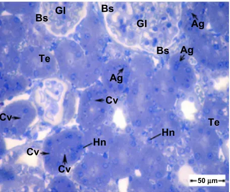 Figure 5 Transmission electron micrograph of kidney tubule tissue from the control group showing normal ultrastructure of the tubular epithelial cell layer in the basement membrane (arrow head)