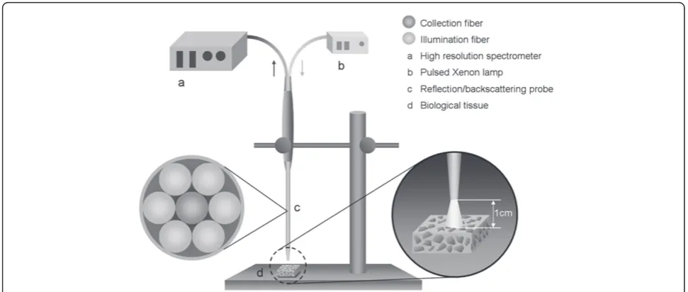 Figure 1 Schematic diagram of experimental setup for diffuse reflectance measurementprobe QR600-7-SR-125F
