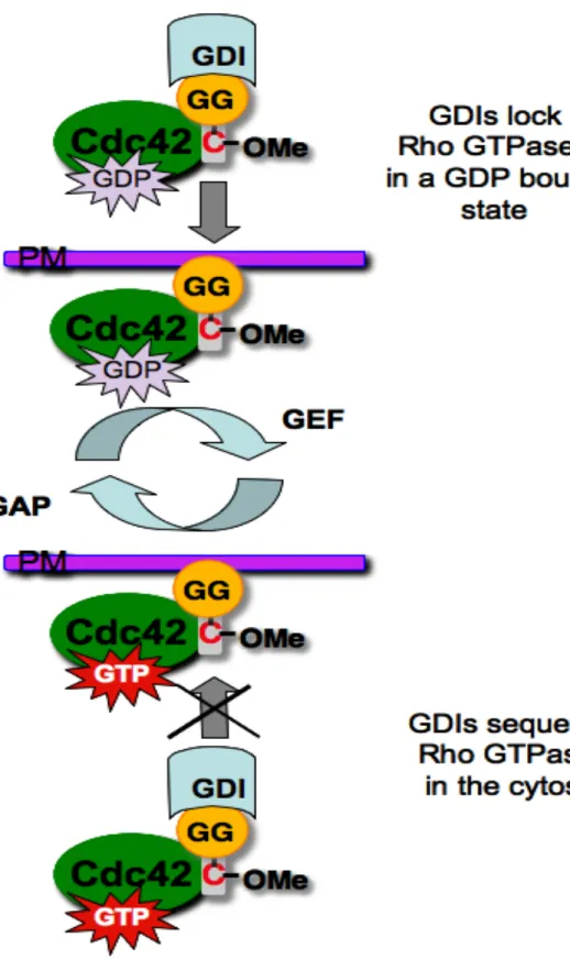 Figure 1.4  Rho GDIs regulate Rho GTPases.  Rho GDIs function by inhibiting  GDP dissociation and by sequestering Rho GTPases in the cytosol.