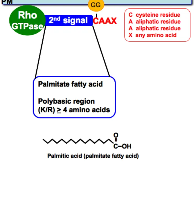 Figure 1.6 A second signal is required for proper Rho protein membrane localization. 