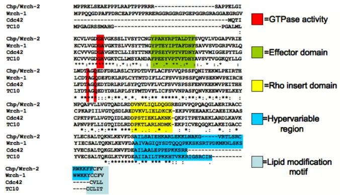 Figure 1.7 Cdc42- family members share sequence similarities. 