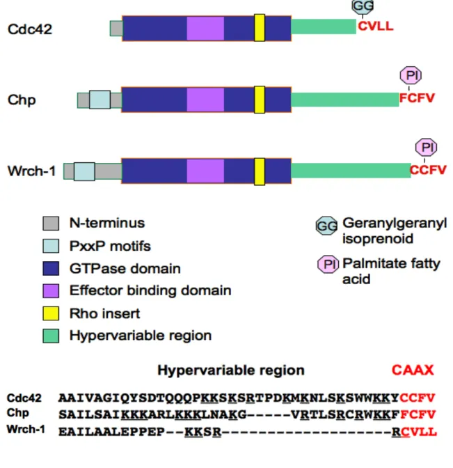 Figure 1.8 Wrch-1 contains a GTPase domain, Rho insert domain, and effector domain  similar to those of Cdc42