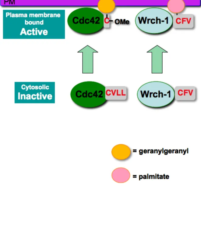 Figure 1.9 Wrch-1 utilizes a palmitate fatty acid added to its CFV motif, rather  than an isoprenoid lipid on a CAAX motif, for proper membrane localization and  activity 