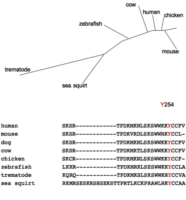 Figure 1.10 Wrch-1 is evolutionarily conserved.  Wrch-1 homologues are expressed in  many  organisms  from  sea  squirts  to  humans