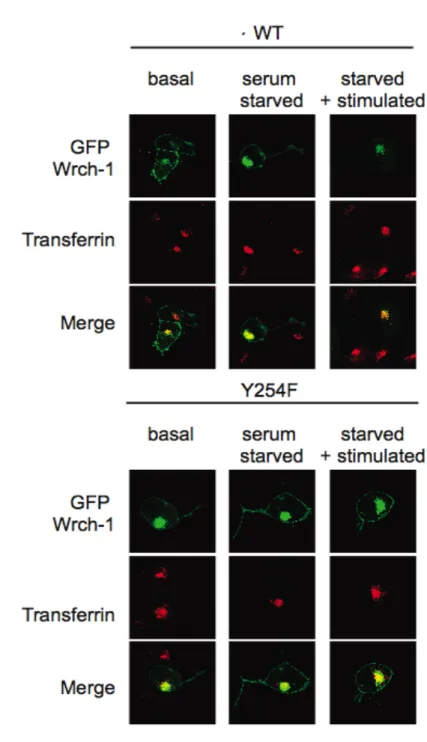 Figure  2.2A    Wrch-1  is  tyrosine  phosphorylated  on  Y254  in  response  to  serum,  and  this  phosphorylation  is  required  for  serum-stimulated  relocalization