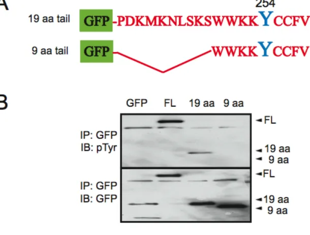 Figure 2.3A  The C-terminal 19 amino acids of Wrch-1 are sufficient to become tyrosine  phosphorylated and to relocalize in response to serum