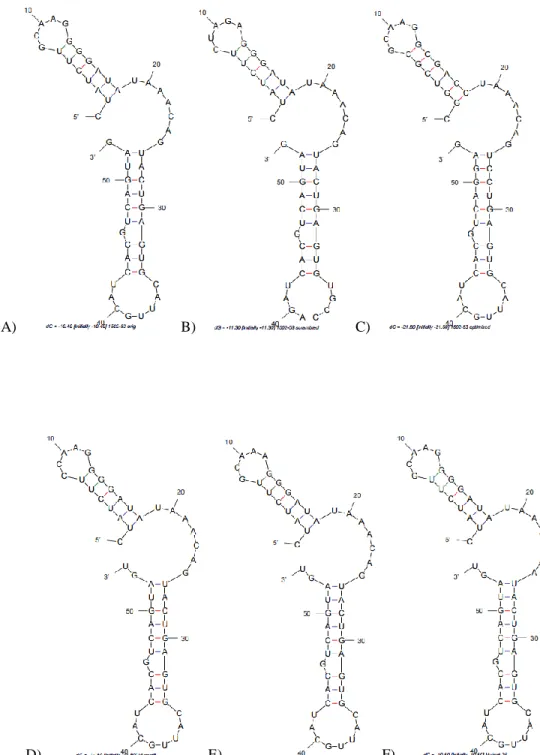 Figure 2.1 M-fold predicted secondary structures of RNA aptamers A) 1502-original B) 1502-scrambled  (negative control) C) 1502-optimized D) 1502-mutant8 E) 1502-mutant12 and F) 1502-mutant25