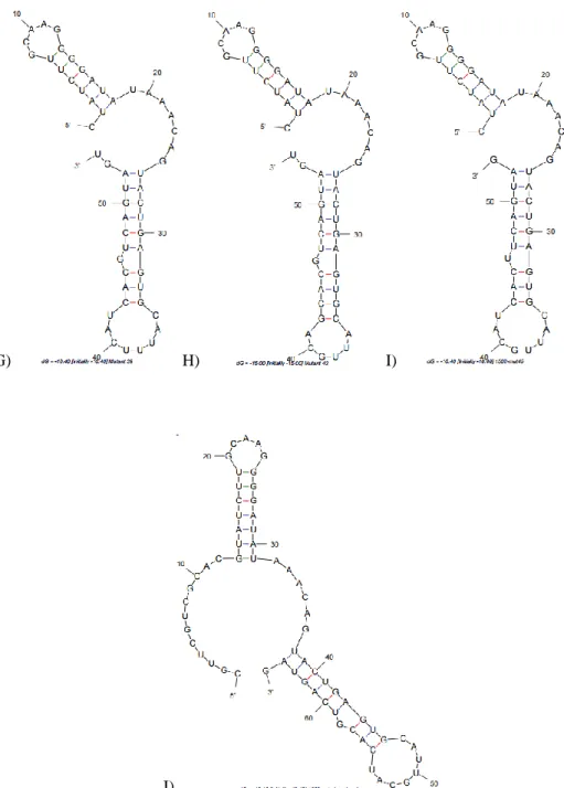 Figure 2.1 cont. M-fold predicted secondary structures of RNA aptamers G) 1502-mutant39 H) 1502-mutant42  I) 1502-mutant46 J) 1502-ext-phosphoryl