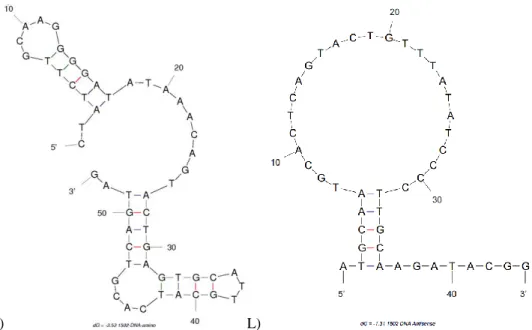 Figure 2.1 cont. M-fold predicted secondary structures of DNA aptamers K) 1502-original DNA and L) 1502  DNA antisense