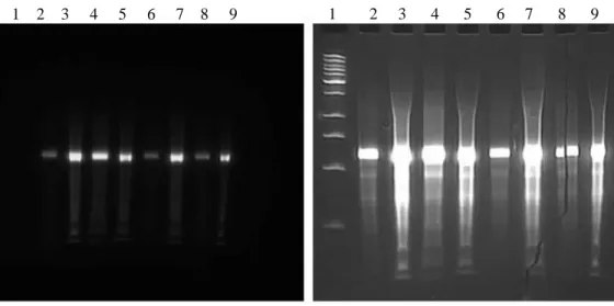 Figure 2.2.b. Two denaturing urea PAGE gels shows fractions of 1502-original-RNA (lanes 2-9) and the low mw  DNA ladder (lane 1), without (left) and with (right) ethidium bromide staining, indicating the presense of a the  fluorescent Sima and the length o