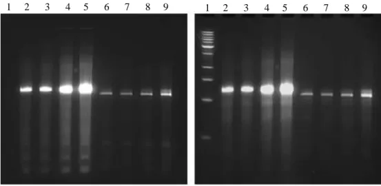 Figure 2.2.e. Two denaturing urea PAGE gels shows fractions of Sima-1502-Mutant25 RNA (lanes 2-5) and Sima- Sima-1502-Mutant39  RNA (lanes 6-9), without (left) and with (right) ethidium bromide staining, indicating the presense  of a the fluorescent Sima a