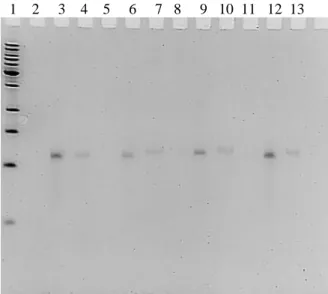 Figure 2.2.h. A denaturing urea PAGE gel shows fractions of 1502-scrambled-alkyne RNA (lanes 2-13), with the  low mw DNA ladder in lane 1, indicating the purity and length of the aptamer