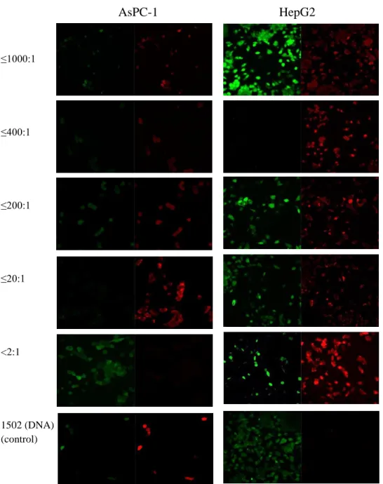 Figure 3.2 The hyperthermia cell killing effect of AuNPs with different molar ratios of 1502 aptamer:AuNPs