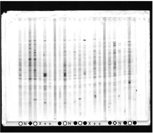 Figure 1IgG reactivity patterns to brain proteins on one of four membranesIgG reactivity patterns to brain proteins on one of four membranes
