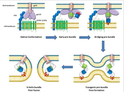 Figure 1 Dissection of sequential steps occurring after engagement of receptor and coreceptor by trimeric HIV envelope proteins.