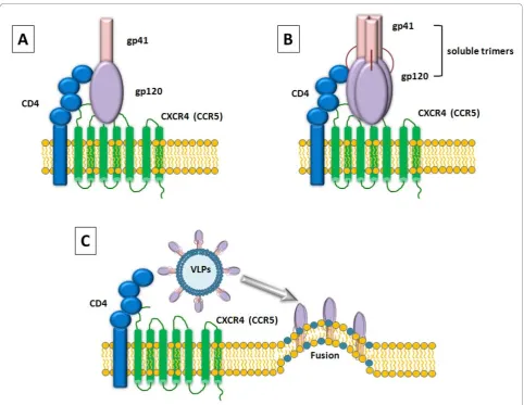 Figure 2 Schematic representation of HIV-1 gp120 binding to cellular receptor and coreceptors