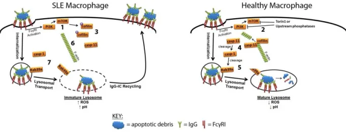 Figure 2. Signaling pathway regulating Rab39a mediated lysosomal maturation in lupus- lupus-prone and healthy MFs