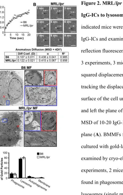 Figure 2. MRL/lpr MFs phagocytose and traffic  IgG-ICs to lysosomal structures. BMMFs from the  indicated mice were cultured with fluorescently-labeled  IgG-ICs and examined over time by total internal  reflection fluorescence (TIRF) microscopy (Bar=1 μm);