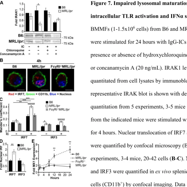 Figure 7. Impaired lysosomal maturation promotes  intracellular TLR activation and IFNα secretion