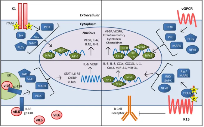 Figure 1.1: KSHV encodes a number of proteins that contribute to cell growth and  transformation