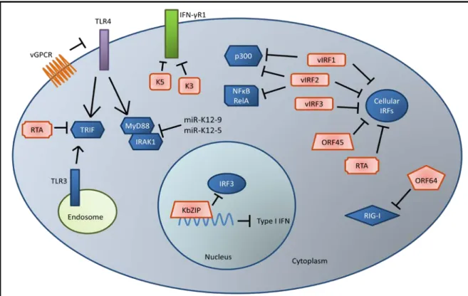 Figure 1.2: KSHV evasion of the host interferon response. KSHV encodes viral  interferon regulatory factors (vIRF 1-3) that antagonize the function of cellular IRFs, p300,  and NF κB to suppress production of type I IFN