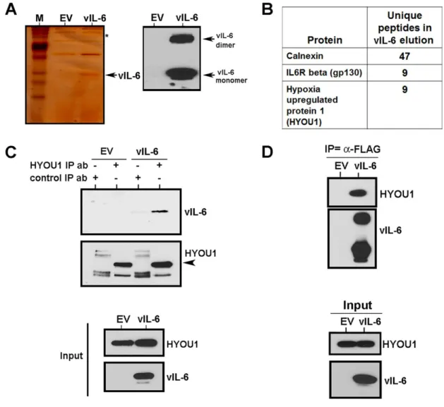 Figure 2.1: vIL-6 binds the ER chaperone protein hypoxia upregulated protein 1 