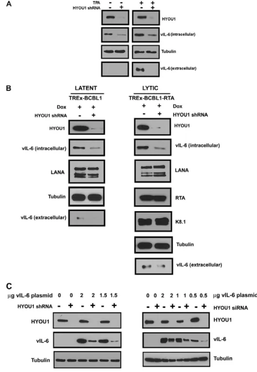 Figure 2.3: HYOU1 increases endogenous vIL-6 levels. (A) BCBL1 PEL cells were  transduced with lentivirus expressing a non-targeting control (NTC) or HYOU1-targeting 
