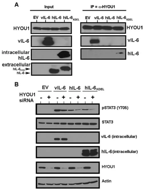 Figure 2.7: HYOU1 interacts with and influences the signaling of hIL-6. (A) HEK293  cells were transfected with empty vector (EV), vIL-6, wild type hIL-6, or hIL-6 with a KDEL  motif (hIL-6-KDEL)