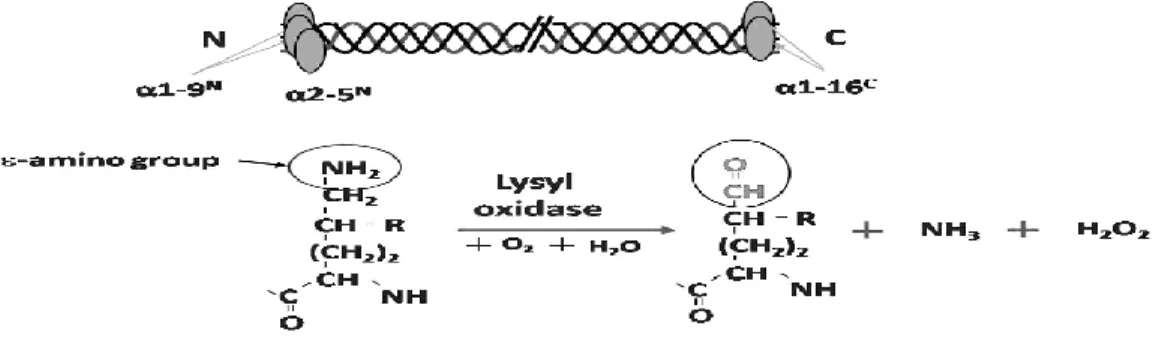 Figure  1.2  The  sites  and  reaction  of  LOX  on  collagen  molecules.  The  specific  Lys  or  Hyl  at  telopeptidyl  domain  of  a  collagen  molecule  which  can  be  oxidized  by  LOX  and  the  reaction  of  LOX  oxidation  in  the  presence  of  o
