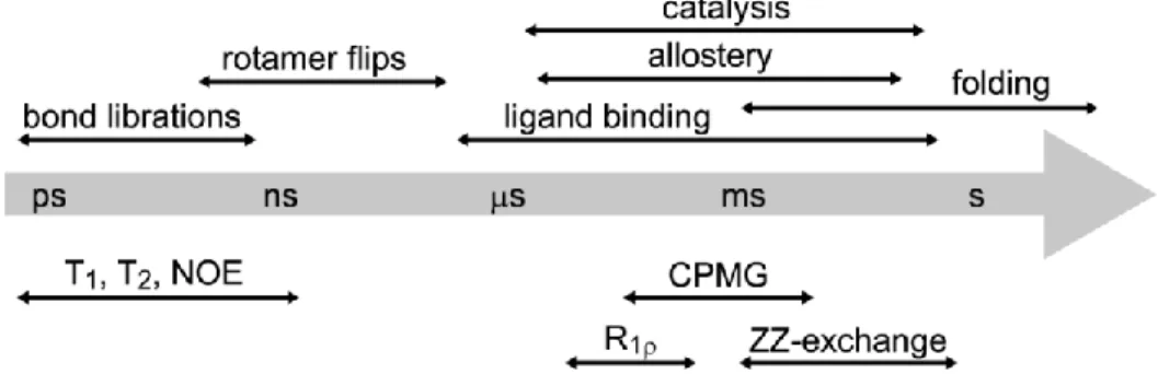 Figure 1.2. Common protein motions and NMR experiments to measure dynamics. 