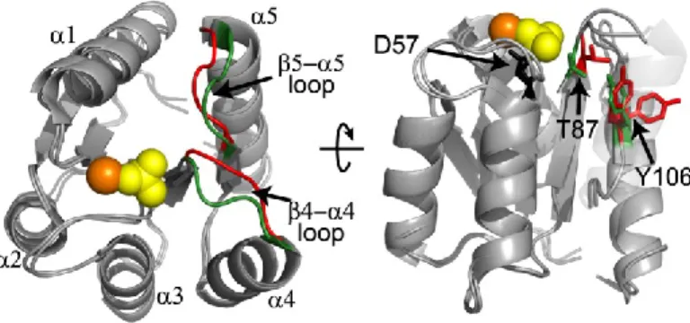 Figure 1.4. Conformational change upon phosphorylation in CheY. Overlay of apo-CheY (red)  and phosphoryl mimic BeF x -bound CheY (green)