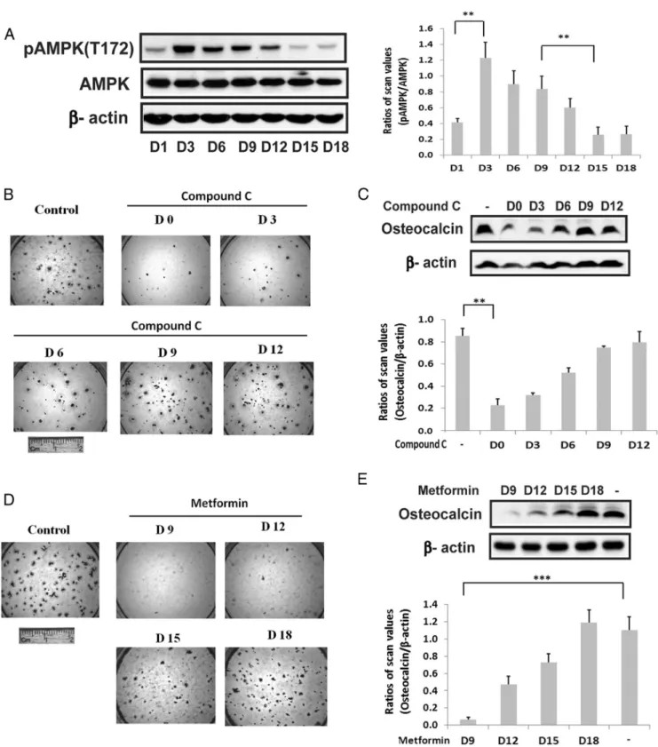 Figure 1. Biphasic regulation of AMPK activation is required for osteoblast differentiation