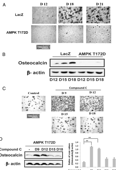 Figure 2. Constitutively activated AMPK impaires osteoblast differentiation. A, LacZ- or AMPK T172D-overexpressing cells were stained by Alizarin Red on the indicated day after DM exposure.