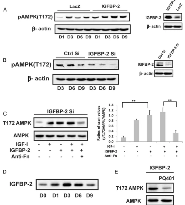 Figure 3. Activation of AMPK at the early stage of differentiation is positively regulated by IGFBP-2 and requires IGF-I receptor activation