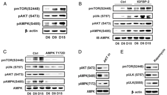 Figure 5. Activation AMPK is suppressed at the middle and late stage of differentiation via activation of mTOR and AKT