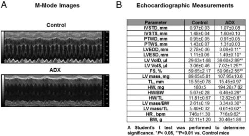 Figure 2. Long-term adrenalectomy leads to a significant decrease in cardiac performance