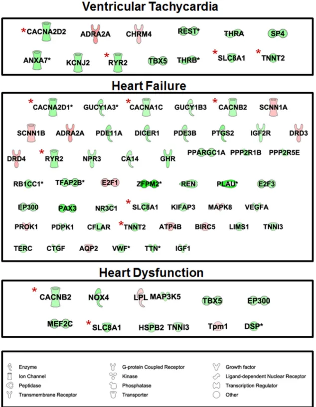 Figure 6. IPA identified that genes involved in cardiovascular disease were associated with ventricular tachycardia (13 genes), heart dysfunction (50 genes), and failure (12 genes)