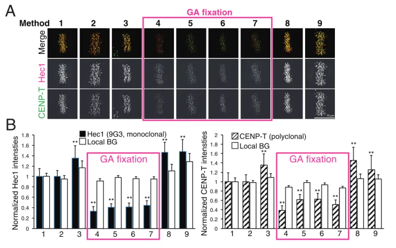 Figure 7. Comparison of various fixation methods for signal intensity and mean fluorescence co-localization analysis