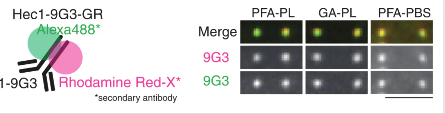 Figure 2. CA (Chromatic aberration) measurements using Hec1-9G3-GR. Schematic model of Hec1-9G3-GR